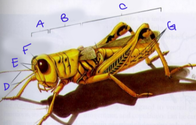 <p>A</p>