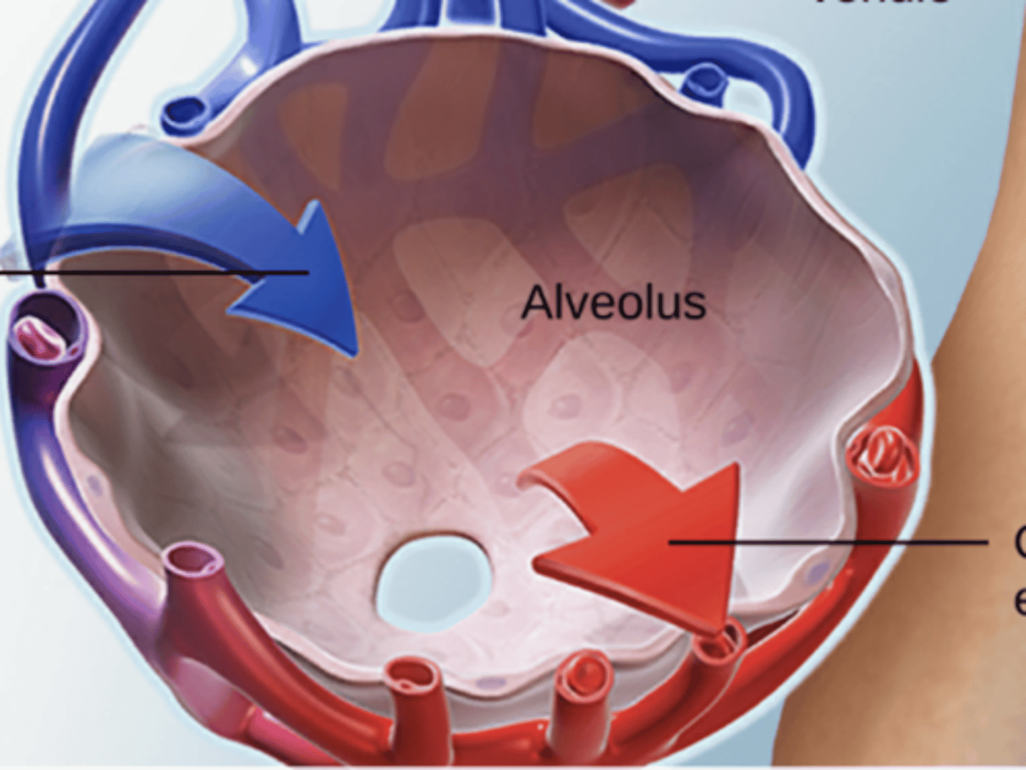 <p>Surrounded by capillary beds</p><p>Diffusion accounts for gas exchange</p>