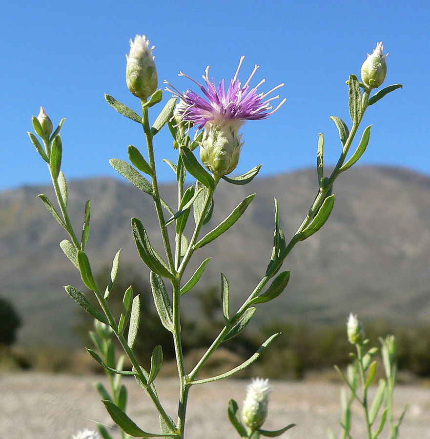 <p>Persistent perennial up to 3 ft with creeping rhizomes (black and scaly); limited seed distribution; leaves alternate, irregularly notched, oblong to linear-lanceolate; upper leaves smaller up the stem; stems extensively branched, young stems canescent; flowers solitary on branch ends, pink/purple turning straw-colored at maturity.</p>