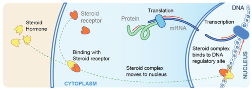 <p>made of lipid molecules</p><p>diffuse easily through cell membrane&nbsp;</p><p>chem structure similar to cholesterol</p><p>secreted by&nbsp;the…….</p><ul><li><p>adrenal cortex: cortisol</p></li><li><p>ovaries: estrogen&nbsp;</p></li><li><p>testes: testosterone&nbsp;</p></li><li><p>placenta: estrogen&nbsp;</p></li></ul><p></p>