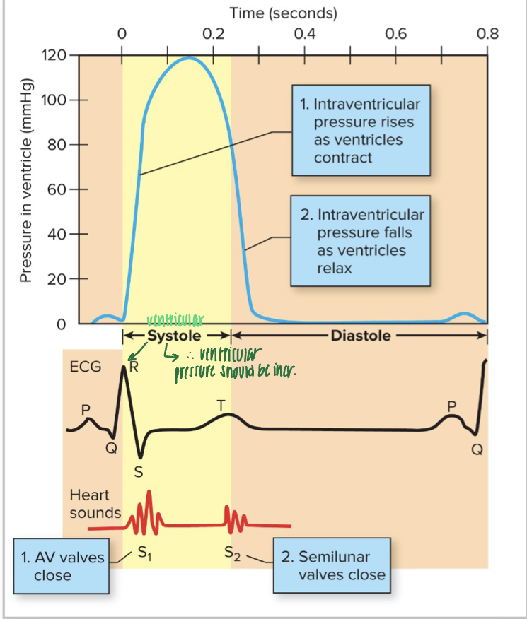 <ul><li><p>QRS wave is the depolarization of ventricles- stimulates their contraction: rise in intraventricular pressure causes AV valves to close</p></li><li><p>LUB occurs after the QRS wave as the AV valves close</p></li><li><p>DUB occurs at the beginning of the T wave as the SL valves close</p></li></ul>