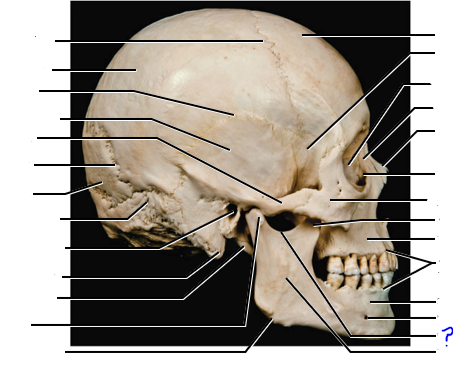 <p>(?)</p>