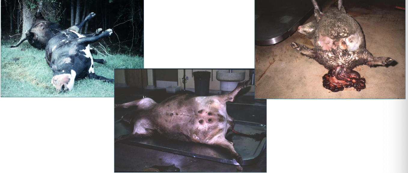 <p>bloated appearance → rupture of GI tract or carcass (or diaphragm) → displacement of abdominal viscera → eversion of rectal mucosa through anus (vagina, phimosis, protrusion of tongue)</p>