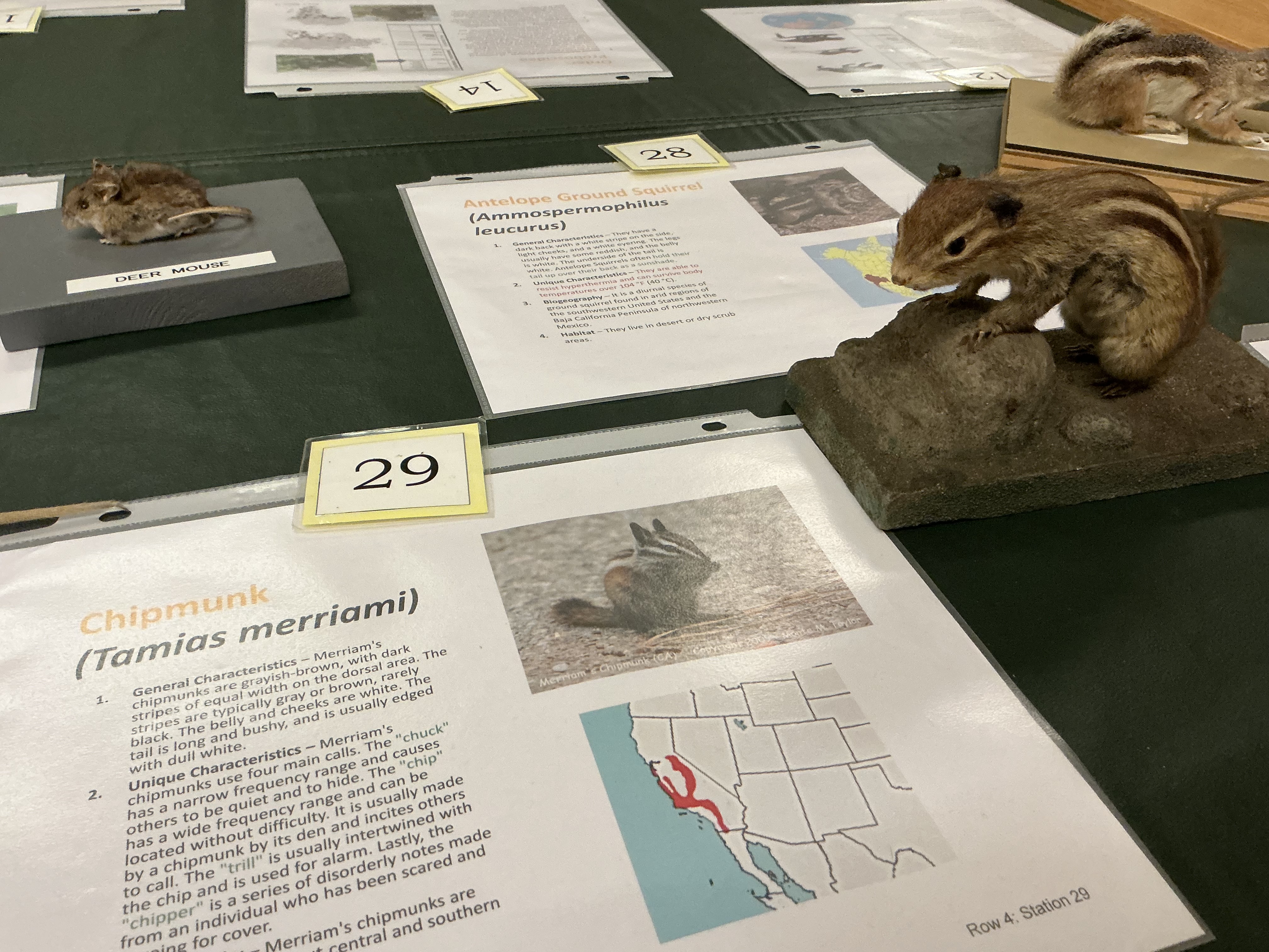 <p>Four main calls in chipmunks?</p>