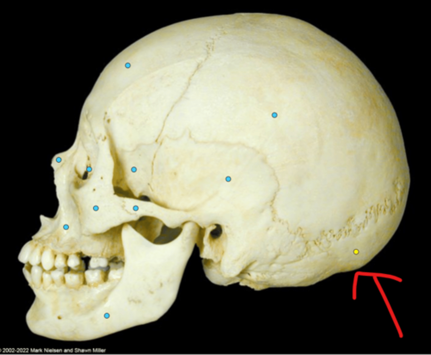 knowt flashcard image