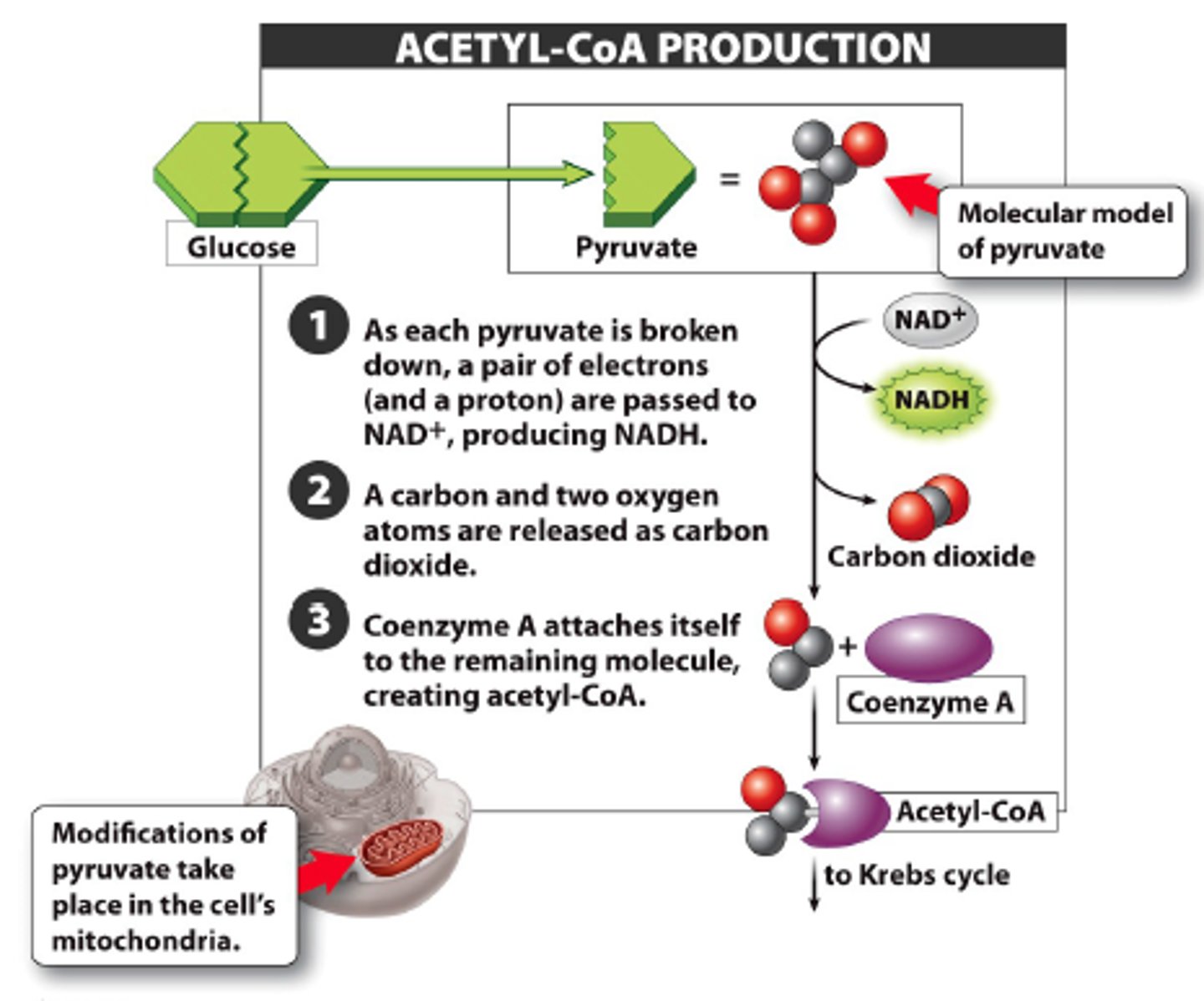 <p>occurs in mitochondria, pyruvate dehydrogenase converts pyruvate to acetyl CoA and releases 1 CO(2), 1 NADH is produced per pyruvate</p><p>occurs 1x per original glucose</p>