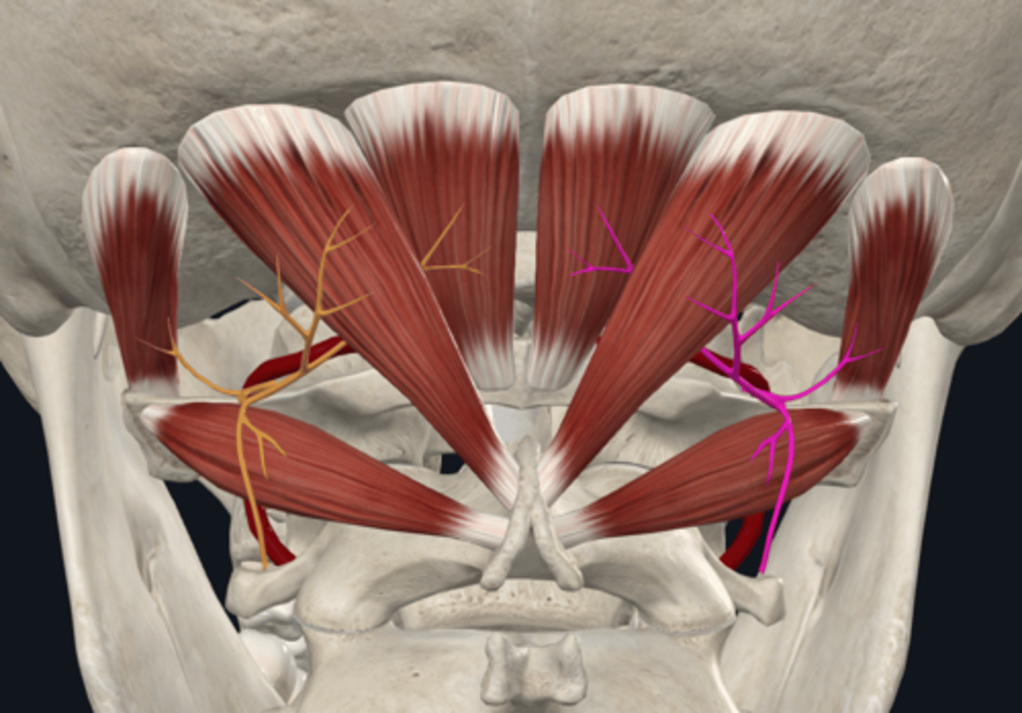 <p>What are the boundaries of the suboccipital triangle? What artery and nerves does it contain?</p>