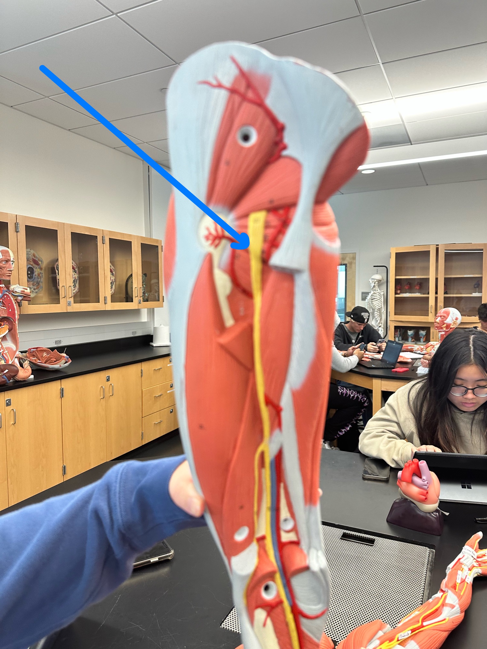 <p>ID nerve</p>