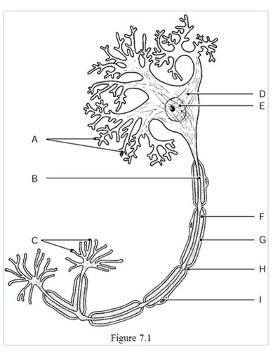 <p>The nucleus of the neuron is indicated by</p>