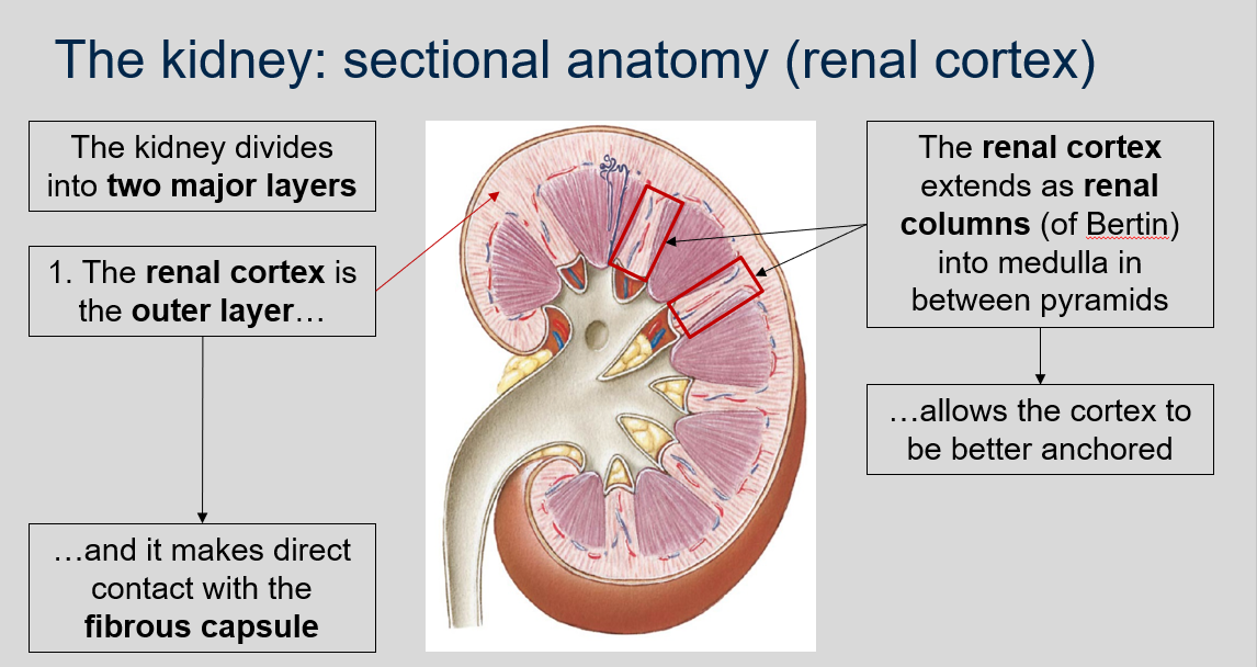What are the two major layers of the kidney and how are they divided? 