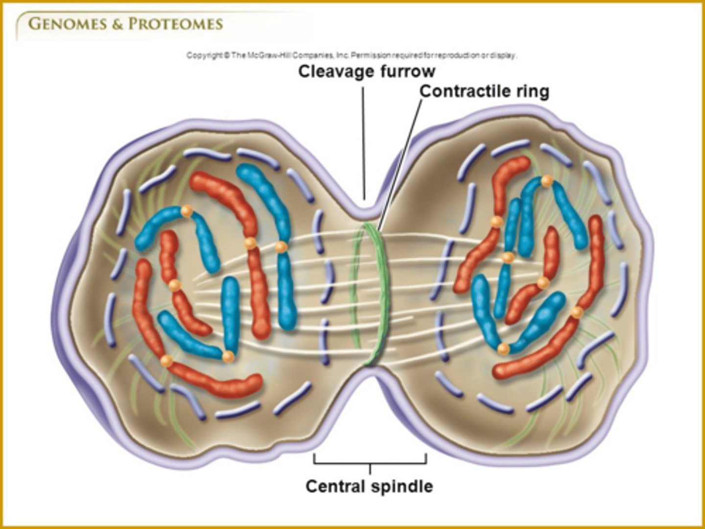<p>cytokinesis; contractile ring/cleavage furrow</p>