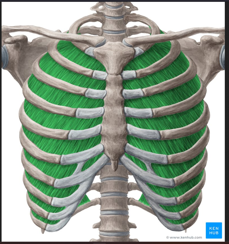 <p>Muscle of the face head and neck:</p><p>Internal Intercostals (pull in, pull air out)</p>