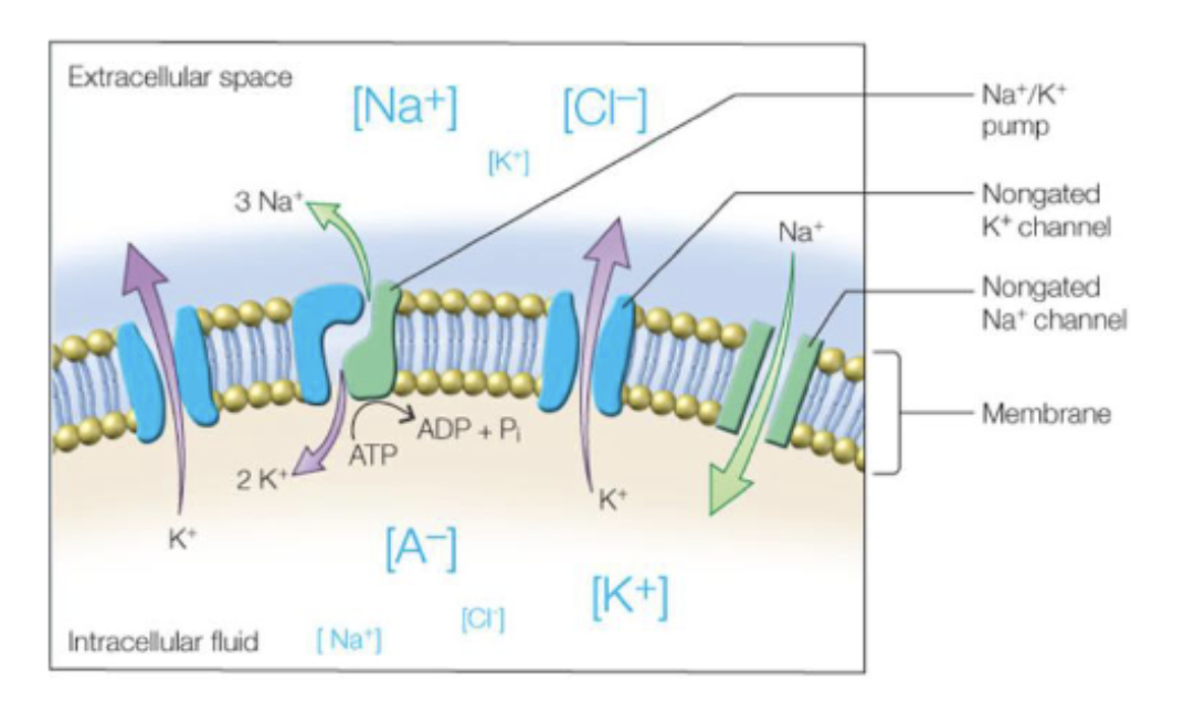 <p>in the cell membrane, allow the passing of ions.</p><ul><li><p><em>ion channels: </em><span><span>selectively permit </span><em><span>one type of ion</span></em><span> to pass. More potassium (K+) channels in cell membrane.</span></span></p></li><li><p><em>ion pumps</em>: <span><span>active transport proteins. </span><em><span>Sodium-potassium pump</span></em><span> pumps 3 sodium ions (Na+) out of the cell and 2 potassium ions into the cell. Requires energy!!</span></span></p></li></ul><p></p>
