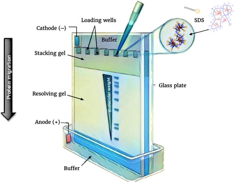 a technique used in biochemistry and molecular biology to separate proteins based on their size. 

The proteins are denatured and coated with SDS, a detergent that gives them a negative charge. 

They are then loaded onto a gel matrix made of polyacrylamide and subjected to an electric field. 

The proteins migrate through the gel based on their size, with smaller proteins moving faster. This allows for the separation and analysis of proteins in a sample.