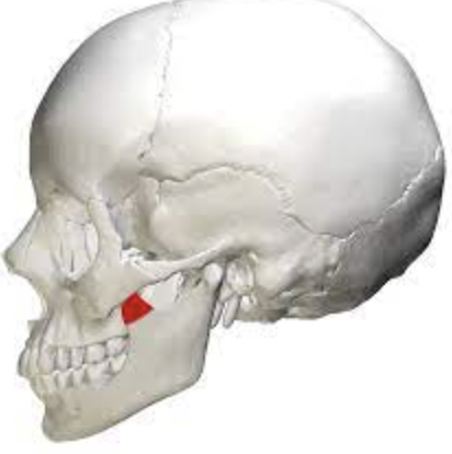 what is the red 