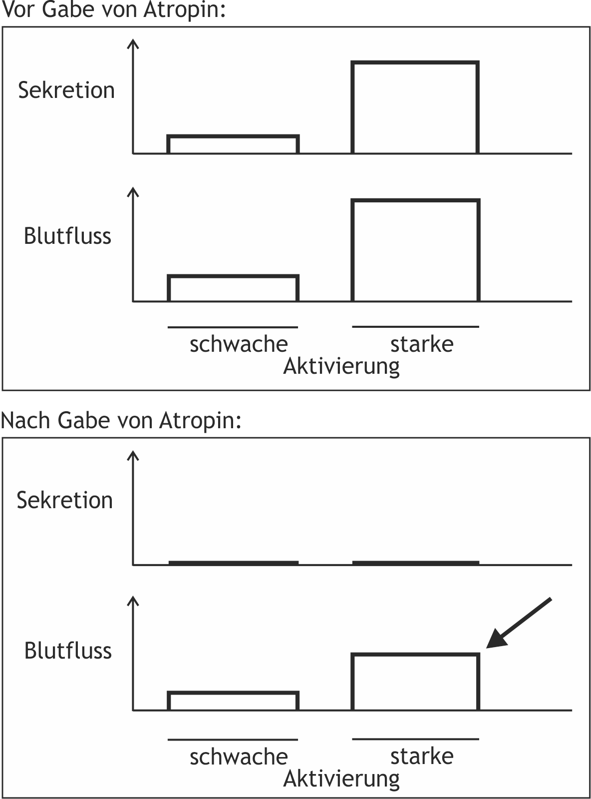 <p>43. The schematic bar graph below shows the effect of activating efferent parasympathetic neurons on salivary secretion and blood flow in the salivary glands. Weak and strong activations of these neurons were induced by low- and high-frequency electrical stimulation, both before and after administration of atropine.</p><p>Regarding the blood flow marked by the arrow, which statement is most likely correct?</p><p>A. The response occurs through stimulation of muscarinic acetylcholine receptors.</p><p>B. The response occurs via stimulation of α-adrenoceptors.</p><p>C. The response is mediated by acetylcholine.</p><p>D. The response is triggered by an increase in smooth muscle calcium concentration.</p><p>E. The response is mediated via vasoactive intestinal polypeptide (VIP).</p>