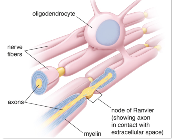 <p>distance from the axons it myelinates.</p>