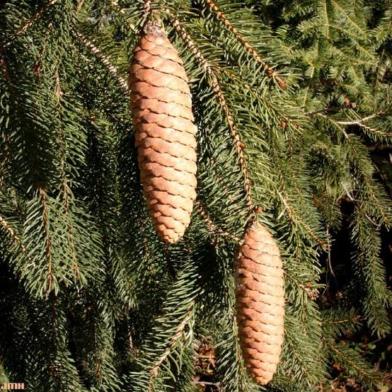 <p>Common name: Norway spruce</p><p></p><p>Genus: Picea</p><p></p><p>Species: abies</p><p></p><p>Family: Pinaceae</p>