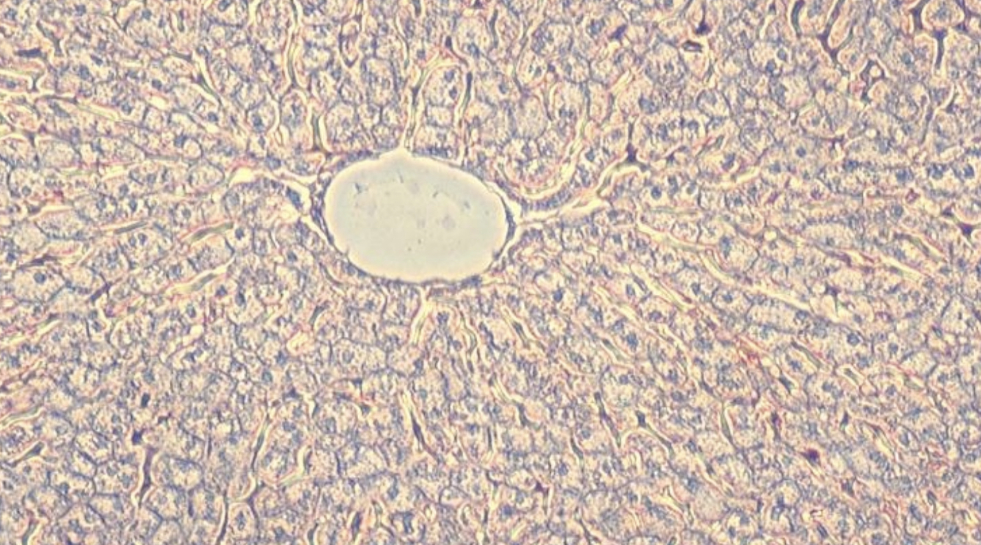 What cell type is this?