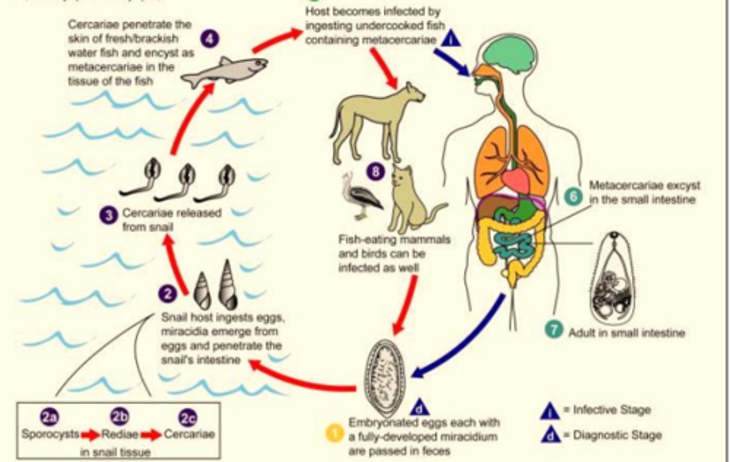 knowt flashcard image