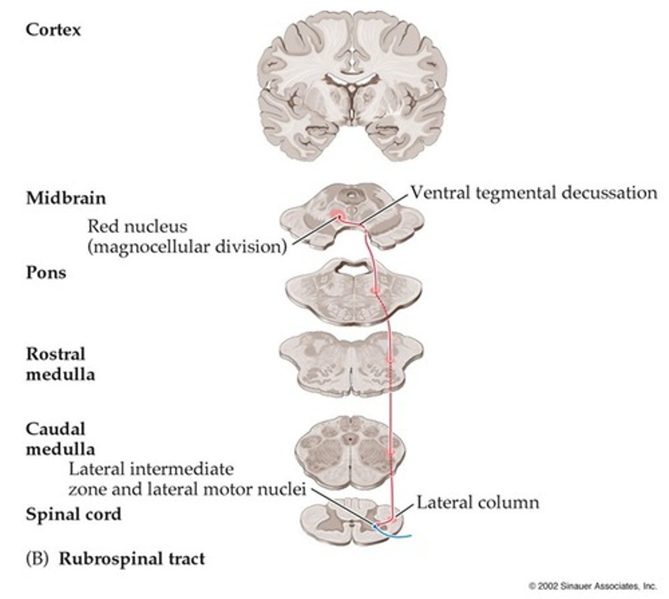 <p>Ventral tegmental decussation of midbrain</p>