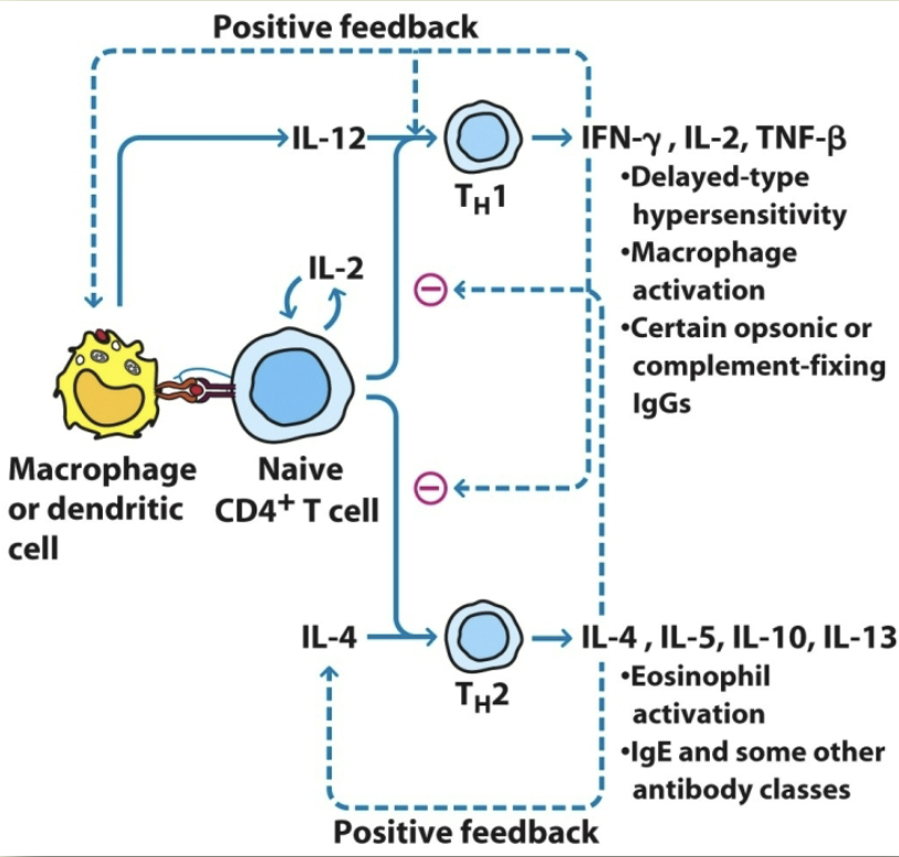 <p>IFN-y positive feedback. IL-4 & IL-5 negative feedback</p>