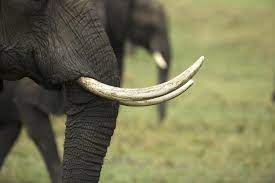 <p>ivory = tusk</p>