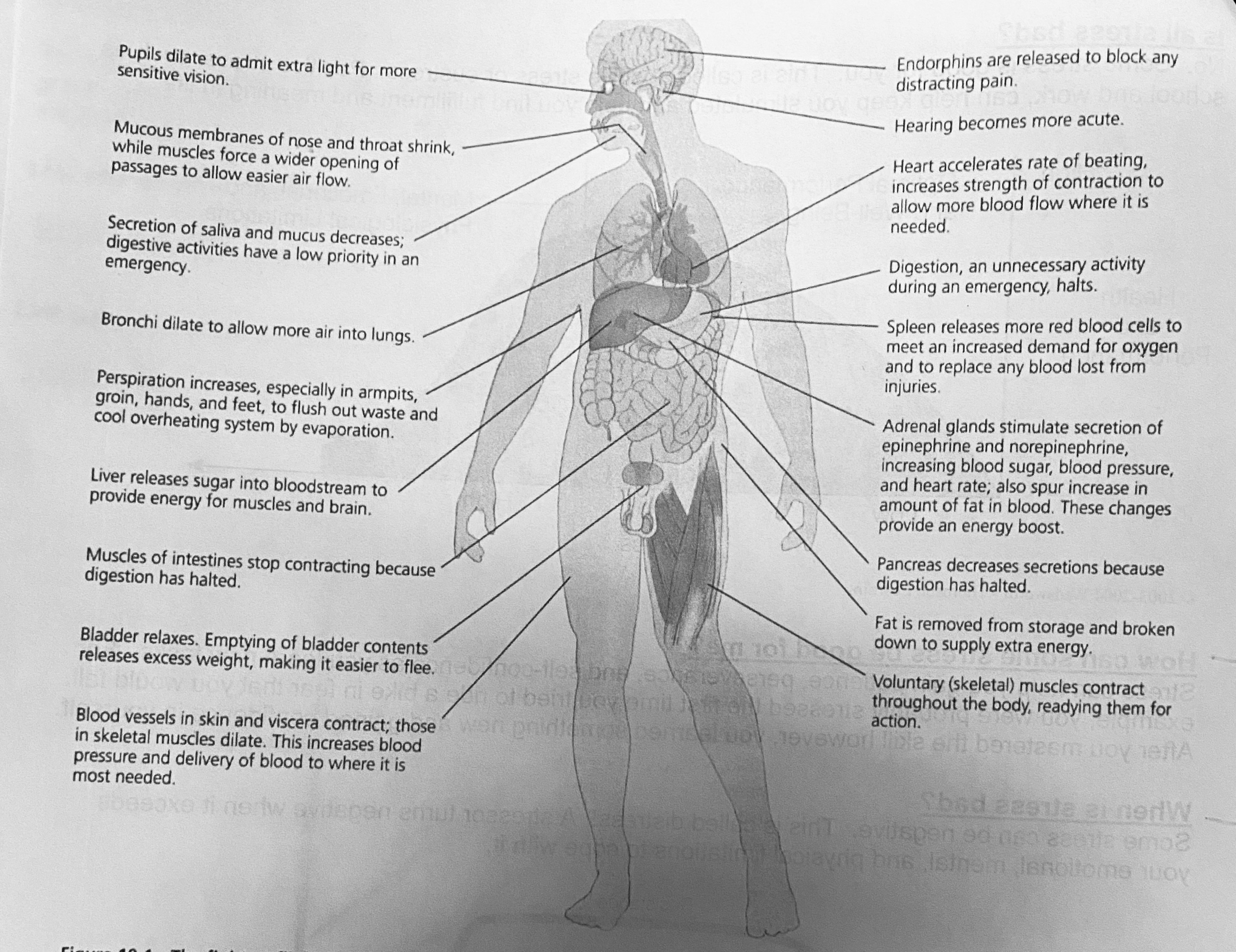 <p>When you perceive a stressor your body prepares for danger. It sets off a series of reactions called the fight or flight response. these reaction include increased heart rate, blood pressure, rate of breathing, sweating, and muscle tension.</p><p></p><p>*be familiar with all the stuff in the picture</p><p><u><strong>The Fight or Flight Response</strong></u></p><p>Pupils dilate</p><p>Hearing becomes more acute, (hear every little sound)</p><p>Endorphins released to block pain in case of injury</p><p>Decrease saliva and mucus in mouth, digestion low priority (dry mouth)</p><p>Bronchi dilate to let more air flow into lungs</p><p>Perspiration increases to prevent overheating (sweaty palms)</p><p>Liver breaks glycogen down into glucose for immediate energy</p><p>Digestion halt (indigestion, butterflies, nausea)</p><p>Bladder relaxes to decrease body weight, make easier to flee (wet pants)</p><p>Blood vessels dilate to increase blood flow to muscles and brain</p><p>Blood vessels constrict to reduce blood flow to low priority organs, e.g., digestive system</p><p>Heart rate and blood pressure increase to get more nutrients through body</p><p>Adrenal glands increase epinephrine and norepinephrine which increase HR, BP, glucose</p><p>Muscle contract (contributes to muscle tension)</p>