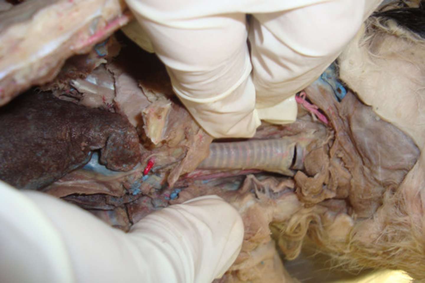<p>Windpipe conducting air to lungs.</p>