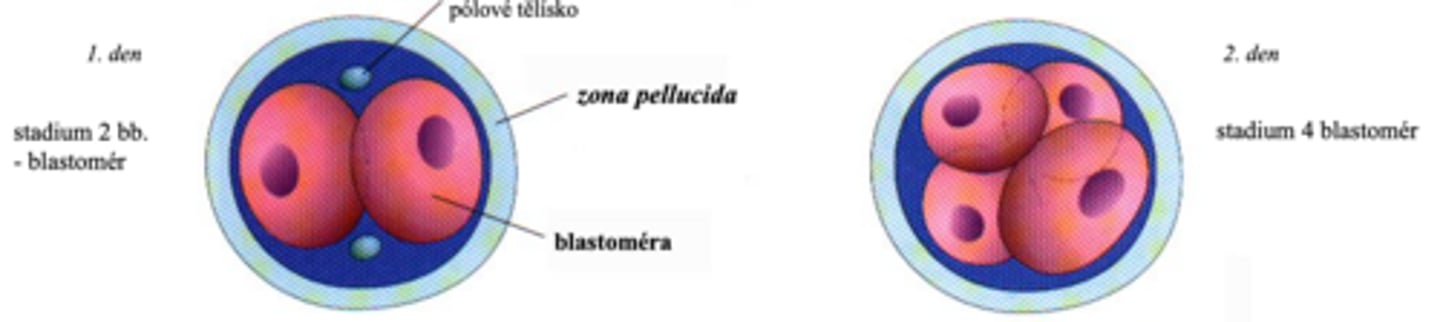 <p>- corona radiata</p><p>- zona pellucida</p>
