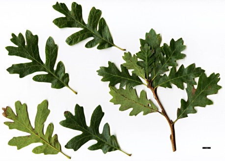 <p>small leaves catkins crowded buds at tip of twigs - red brown</p>