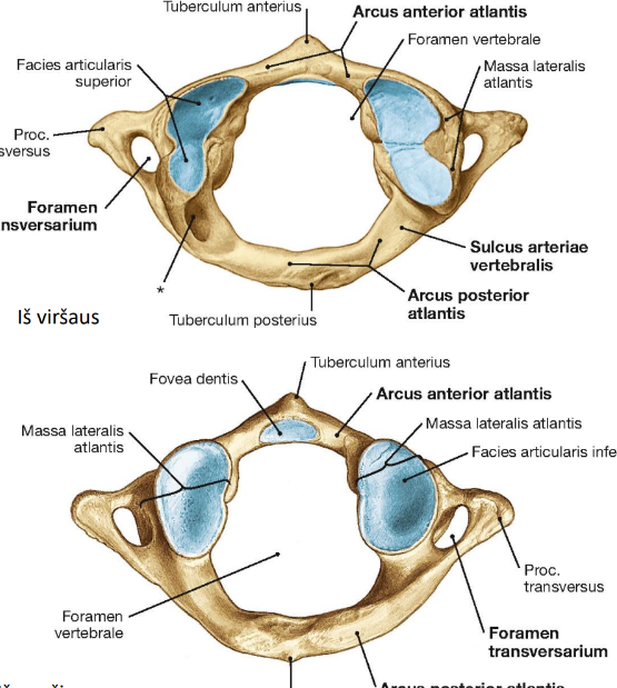 <p>atlantas</p>