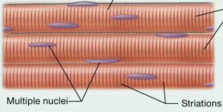 What kind of muscle tissue is this? 