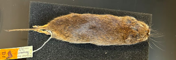 <p>Common Name?</p><p>Family?</p><p>Scientific Name?</p>