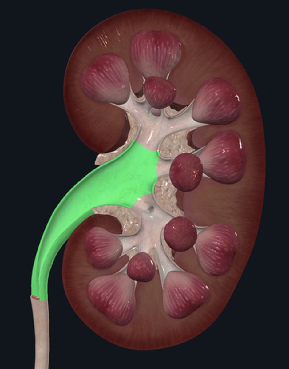 <p>ID Structure Highlighted Green</p>