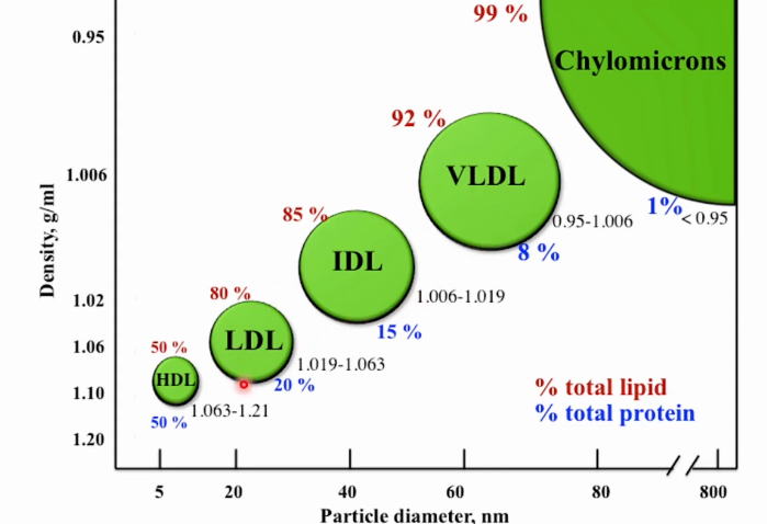 <p>Quilomícrons (transporte de gorduras da via exógena)<br>VLDL, LDL,IDL (transporte de colesterol e risco cardiovascular), e HDL (transporta colesterol para o fígado). </p>