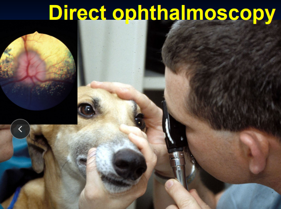 <ul><li><p><span style="background-color: transparent;"><strong><span>Indirect:</span></strong><span> wide field, image is inverted and reversed</span></span></p><ul><li><p><span style="background-color: transparent;"><span>general retinal evaluation</span></span></p><ul><li><p><span style="background-color: transparent;"><u><span>Use magnifying glass </span></u></span></p></li></ul></li></ul></li><li><p><span style="background-color: transparent;"><strong><span>Direct:</span></strong><span> limited field, upright, magnified image</span></span></p><ul><li><p><span style="background-color: transparent;"><span>localized retina or optic nerve lesions</span></span></p><ul><li><p>otoscope only</p></li></ul></li></ul></li><li><p><span style="background-color: transparent;"><strong><span>PanOptic: </span></strong><span>wide field, detailed image</span></span></p><ul><li><p><span style="background-color: transparent;"><span>small animals</span></span></p></li></ul></li></ul><img src="https://knowt-user-attachments.s3.amazonaws.com/8be3ab5b-a4e8-4f4e-821c-a888d10a78cd.png" data-width="50%" data-align="center"><p></p>