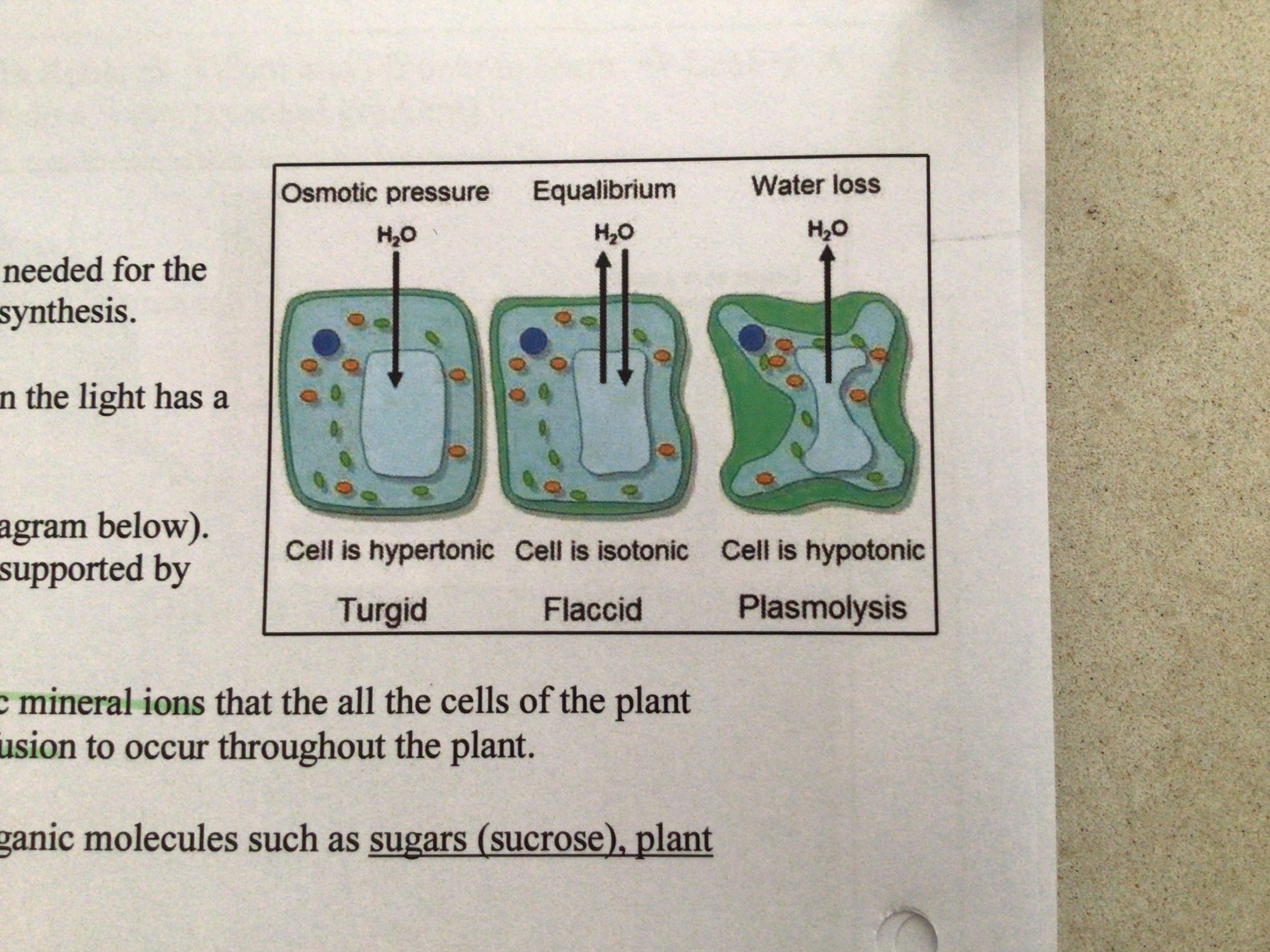 <p>The loss of water via osmosis and accompanying shrinkage of the cytoplasm away from the cell wall; cell is said to be plasmolysed</p><p>‘Can’ be reversed if placed in fresh water however there is a point where it becomes permanent/fatal</p>