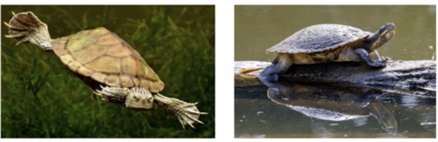 <p>Same as Tortoises But:</p><p>1. Webbed feet with claws - adapted for swimming &amp; maintaining the ability to move onto land for hiding, feeding, nesting ect.</p><p>2. Have lungs, but live in water, can drown if weak</p>