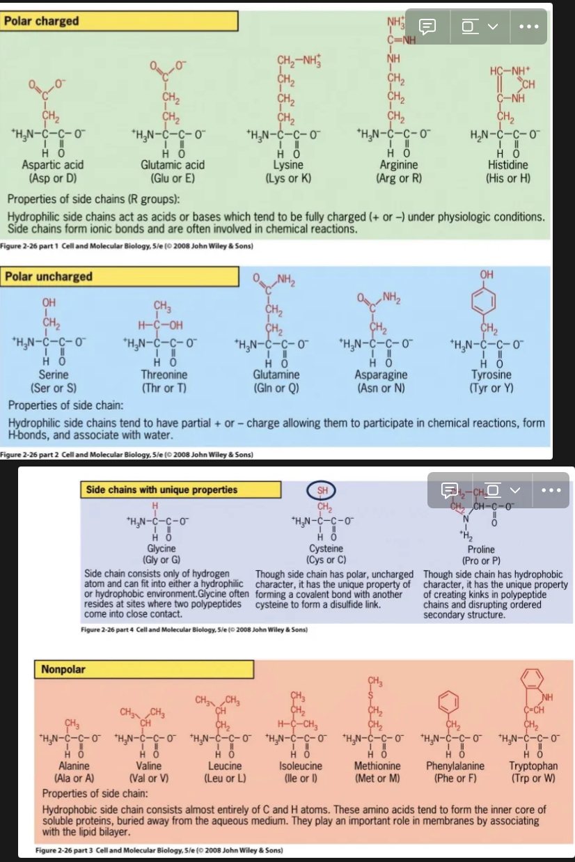 <ul><li><p>Four categories of R groups:</p><ul><li><p>Polar charged: form ionic bonds</p></li><li><p>Polar uncharged: form H bonds</p></li><li><p>Nonpolar</p></li><li><p>Other e.g. sulfhydryl or cysteine</p></li></ul></li><li><p>MEMORIZE THE 14 AMINO ACIDS codes</p></li></ul><p></p>