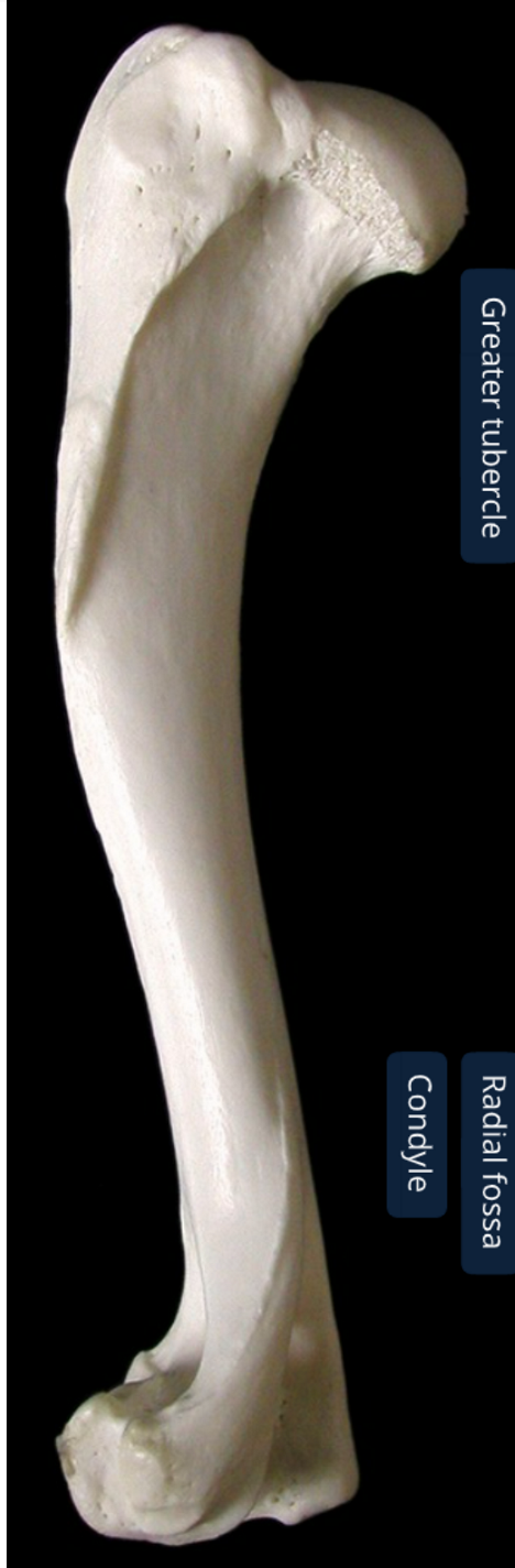 <ol><li><p>greater tubercle</p></li><li><p>head: convex articular surf of shoulder joint</p></li><li><p>condyle: distal end of humerus</p></li><li><p>deltoid tuberosity: rough part</p></li><li><p>lateral epicondyle: lateral part of 3, less prominent than 6, elbow ligament attaches here</p></li><li><p>medial epicondyle: medial part of 3, same ligament ^</p></li><li><p>radial fossa: depression where head of radius is &amp; elbow is flexed</p></li><li><p>olecranon fossa: depression where ulne is when elbow extends </p></li><li><p>body</p></li></ol><p></p>