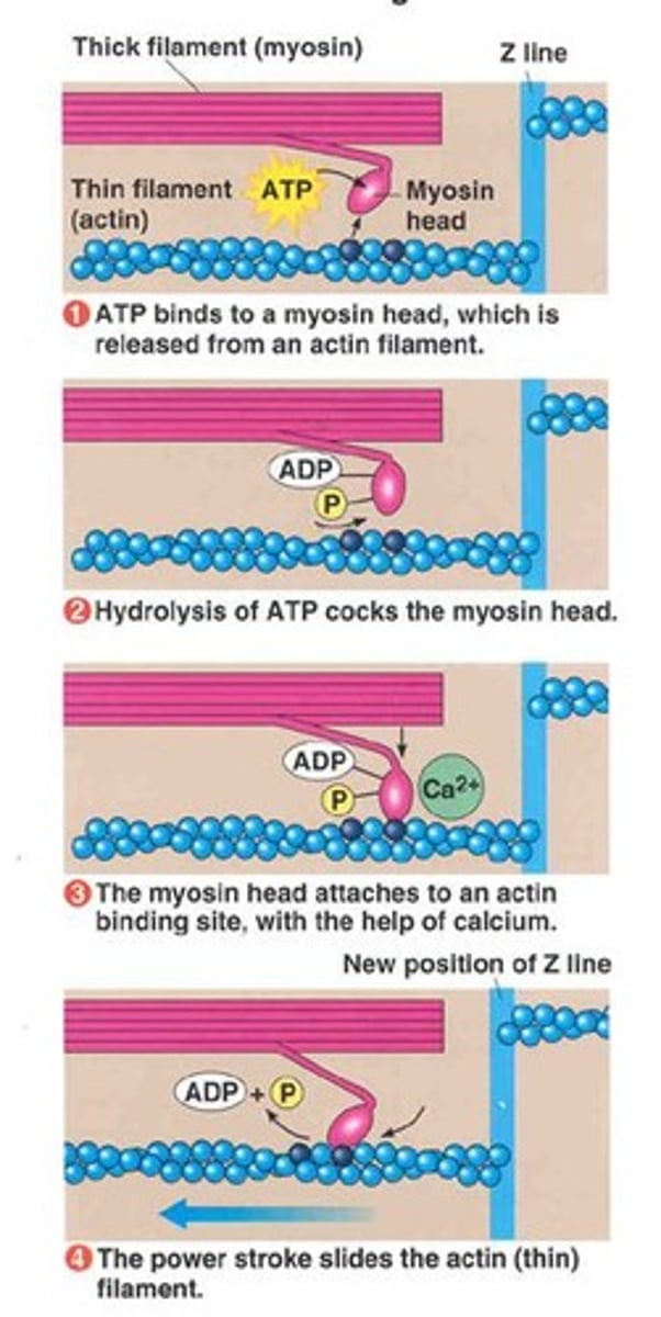 <p>Energy for muscle contraction and cell division.</p>