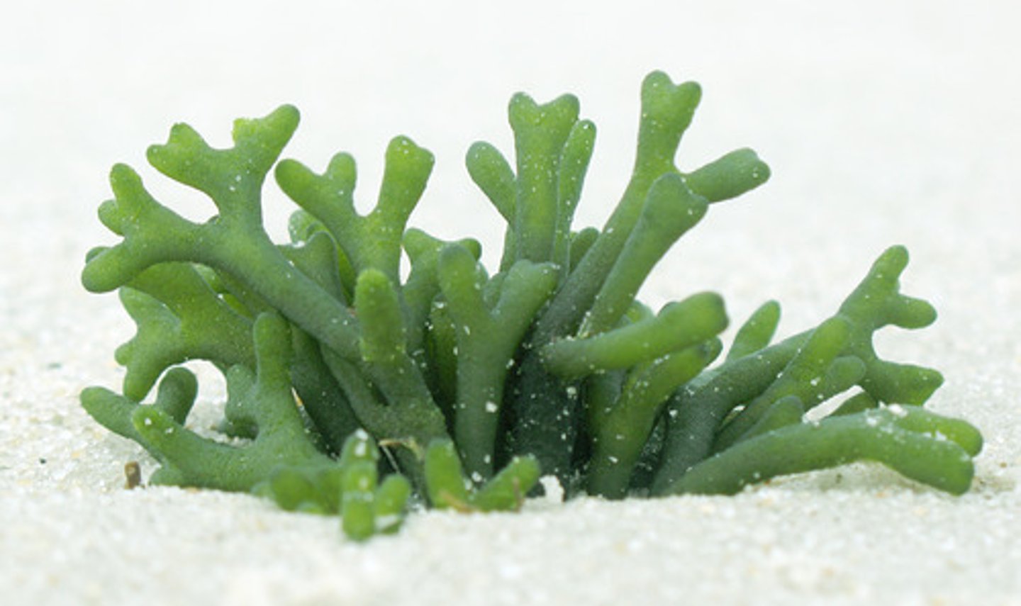<p>Codium sp</p>