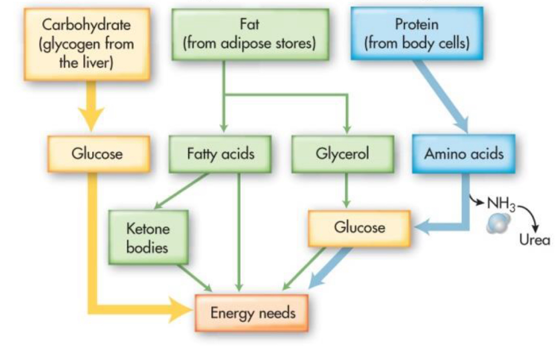 <p>energy utilization:</p><ol><li><p>carbs</p></li><li><p>proteins</p></li><li><p>fats</p></li></ol><p></p>