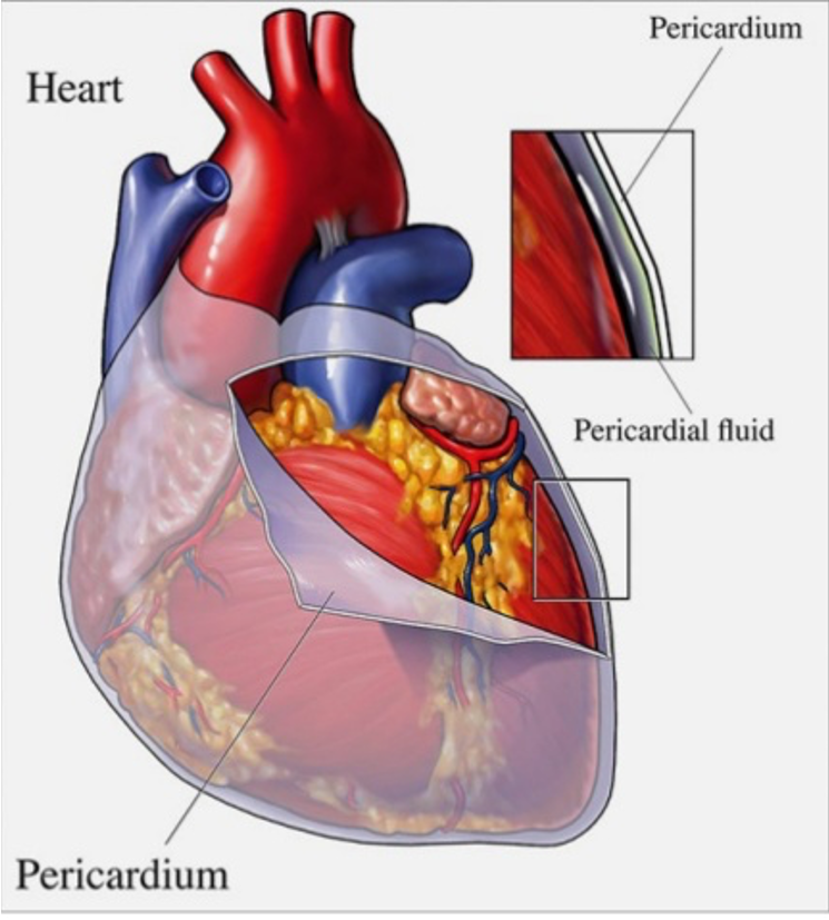 <p>pericardium</p>