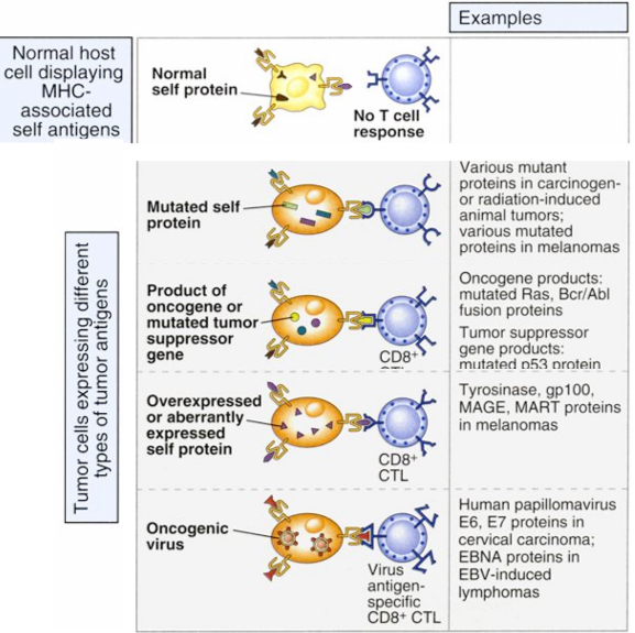 <p>Malignant tumors express various types of molecules that may be recognized by the immune system as foreign </p>