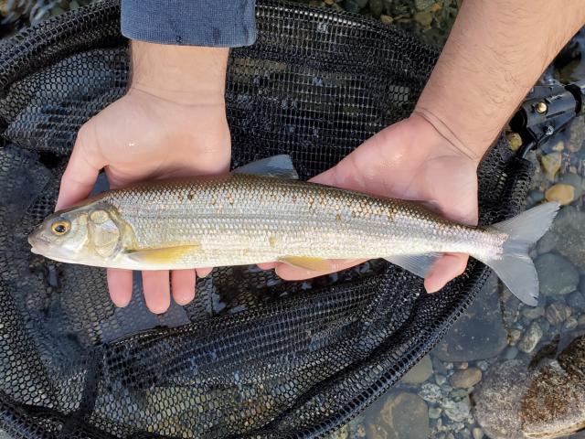 <p>What fish is this?</p>