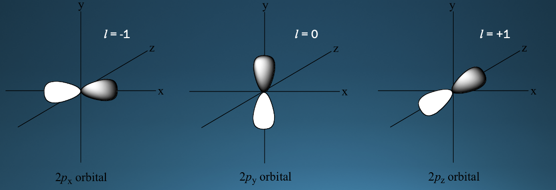 <ul><li><p>have two regions (lobes) of high probability of finding an electron, one on either side of the nucleus</p></li></ul>