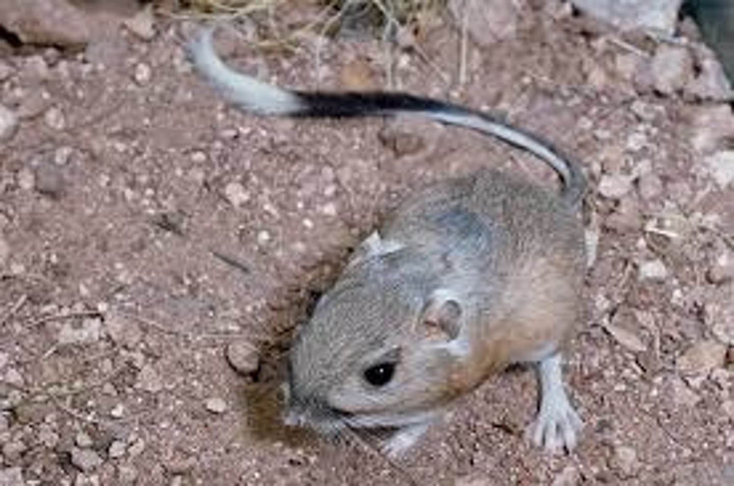 <p>Bannertail kangaroo rat</p>