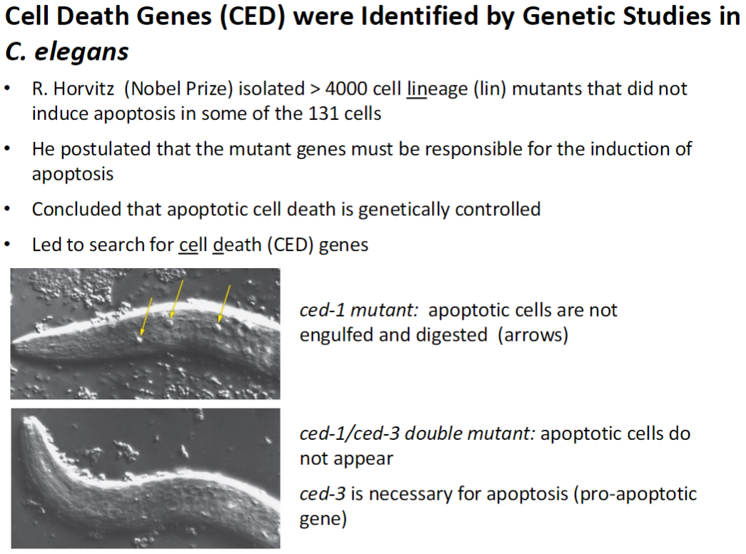 <p><strong>Mutant Screening</strong><br> R. Horvitz (Nobel Prize) isolated >4000 cell lineage (lin) mutants<br> Mutants failed to induce apoptosis in some of the 131 cells</p><p><strong>Conclusion</strong><br> Apoptotic cell death is genetically controlled<br> Mutant genes responsible for apoptosis led to discovery of cell death (CED) genes</p><p><strong>Key Mutants</strong><br> ced-1 mutant: apoptotic cells are not engulfed or digested (visible as arrows)<br> ced-1/ced-3 double mutant: apoptotic cells do not appear<br> ced-3: necessary for apoptosis, pro-apoptotic gene</p>